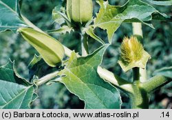 Datura stramonium (bieluń dziędzierzawa)