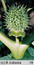 Datura stramonium (bieluń dziędzierzawa)