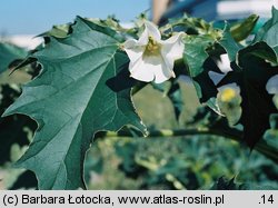 Datura stramonium (bieluń dziędzierzawa)