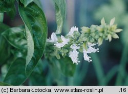 Ocimum basilicum (bazylia pospolita)