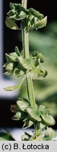 Ocimum basilicum (bazylia pospolita)