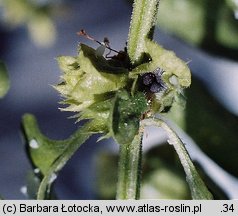 Ocimum basilicum (bazylia pospolita)
