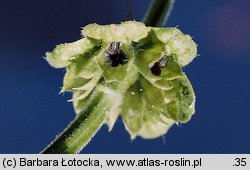 Ocimum basilicum (bazylia pospolita)