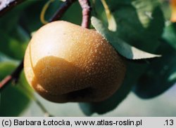 Pyrus pyrifolia