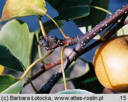 Pyrus pyrifolia