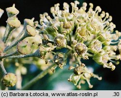 Hedera helix (bluszcz pospolity)