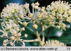 Hedera helix (bluszcz pospolity)