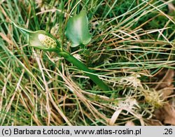 Calla palustris (czermień błotna)