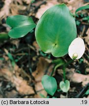 Calla palustris (czermień błotna)