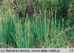 Iris sibirica (kosaciec syberyjski)