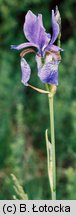 Iris sibirica (kosaciec syberyjski)