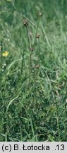 Sanguisorba minor