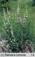 Stachys recta