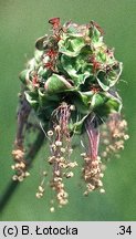 Sanguisorba minor