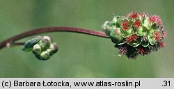 Sanguisorba minor