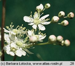 Filipendula vulgaris