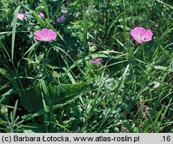 Geranium sanguineum