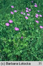 Geranium sanguineum