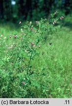 Lathyrus niger