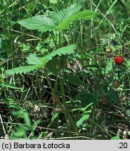 Fragaria vesca