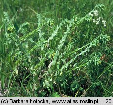 Cerinthe minor (ośmiał mniejszy)