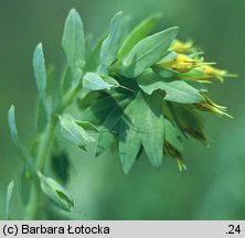 Cerinthe minor (ośmiał mniejszy)