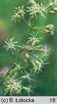 Silene otites (lepnica wąskopłatkowa)