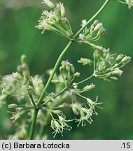 Silene otites (lepnica wąskopłatkowa)