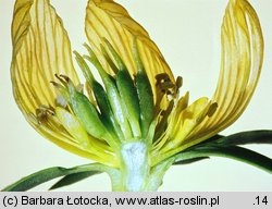 Eranthis hyemalis (rannik zimowy)