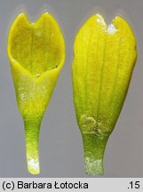 Eranthis hyemalis (rannik zimowy)