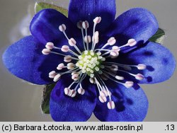 Hepatica nobilis (przylaszczka pospolita)