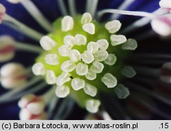 Hepatica nobilis (przylaszczka pospolita)