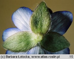 Hepatica nobilis (przylaszczka pospolita)