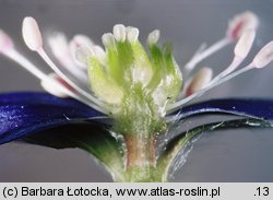 Hepatica nobilis (przylaszczka pospolita)