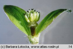 Hepatica nobilis (przylaszczka pospolita)