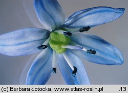 Scilla siberica (cebulica syberyjska)