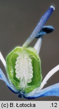 Scilla siberica (cebulica syberyjska)