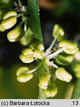 Quercus robur (dąb szypułkowy)