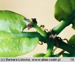 Quercus robur (dąb szypułkowy)