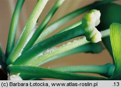 Ginkgo biloba (miłorząb dwuklapowy)