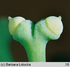 Ginkgo biloba (miłorząb dwuklapowy)