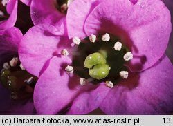 Bergenia cordifolia (bergenia sercowata)