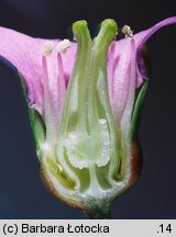 Bergenia cordifolia (bergenia sercowata)