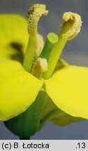 Brassica napus ssp. napus (kapusta rzepak typowa)