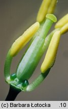 Brassica napus ssp. napus (kapusta rzepak typowa)