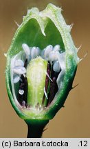 Papaver argemone