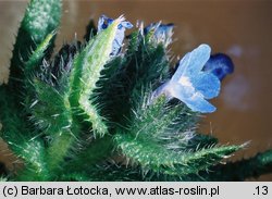 Anchusa arvensis (farbownik polny)