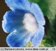 Anchusa arvensis (farbownik polny)