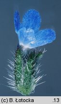 Anchusa arvensis (farbownik polny)