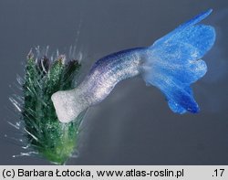 Anchusa arvensis (farbownik polny)